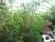 Le jardin