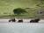 Vaches prenant un bain