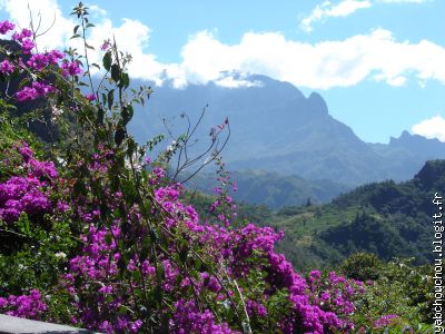 Bougainvillées